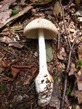 Amanita daucipes image