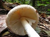 Amanita daucipes image
