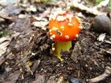 Amanita parcivolvata image