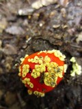 Amanita parcivolvata image