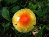 Amanita parcivolvata image