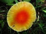 Amanita parcivolvata image