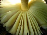 Amanita parcivolvata image