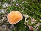 Clitocybe gibba image