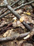 Marasmius siccus image