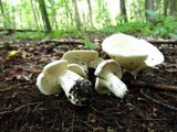 Lactarius piperatus image