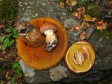 Suillus lakei image