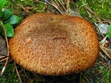 Suillus lakei image
