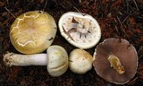 Agaricus silvicola image
