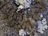 Degelia ligulata image