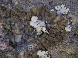 Degelia ligulata image