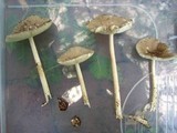 Amanita sect. Vaginatae image