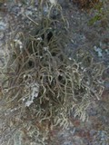 Roccella phycopsis image