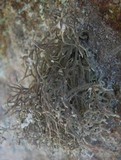Roccella phycopsis image