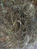 Roccella phycopsis image