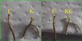 Roccella phycopsis image