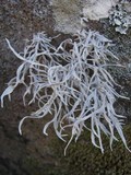 Roccella fuciformis image