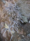 Roccella fuciformis image