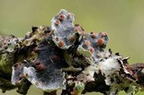 Erioderma pedicellatum image