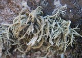 Ramalina siliquosa image