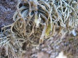 Ramalina siliquosa image