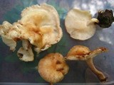 Lentinula boryana image