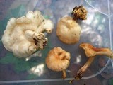 Lentinula boryana image