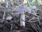Tricholoma terreum image