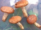 Lentinula boryana image