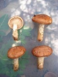 Lentinula boryana image
