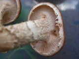 Lentinula boryana image