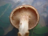 Lentinula boryana image