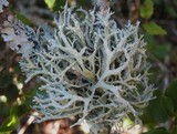 Pseudevernia furfuracea var. furfuracea image