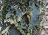 Pseudocyphellaria aurata image