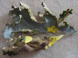 Pseudocyphellaria aurata image