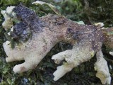 Pseudocyphellaria aurata image