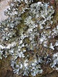 Parmotrema crinitum image