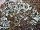 Parmotrema crinitum image
