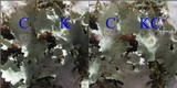 Parmotrema crinitum image