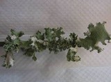 Parmotrema hypoleucinum image