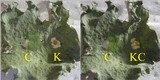 Parmotrema hypoleucinum image