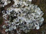 Parmotrema robustum image