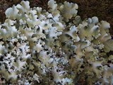 Parmotrema robustum image