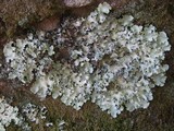 Parmotrema robustum image