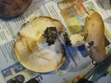 Russula compacta image