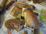 Russula compacta image