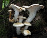 Neolentinus lepideus image