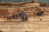 Belonopsis graminea image