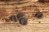 Belonopsis graminea image