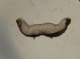 Belonopsis graminea image
